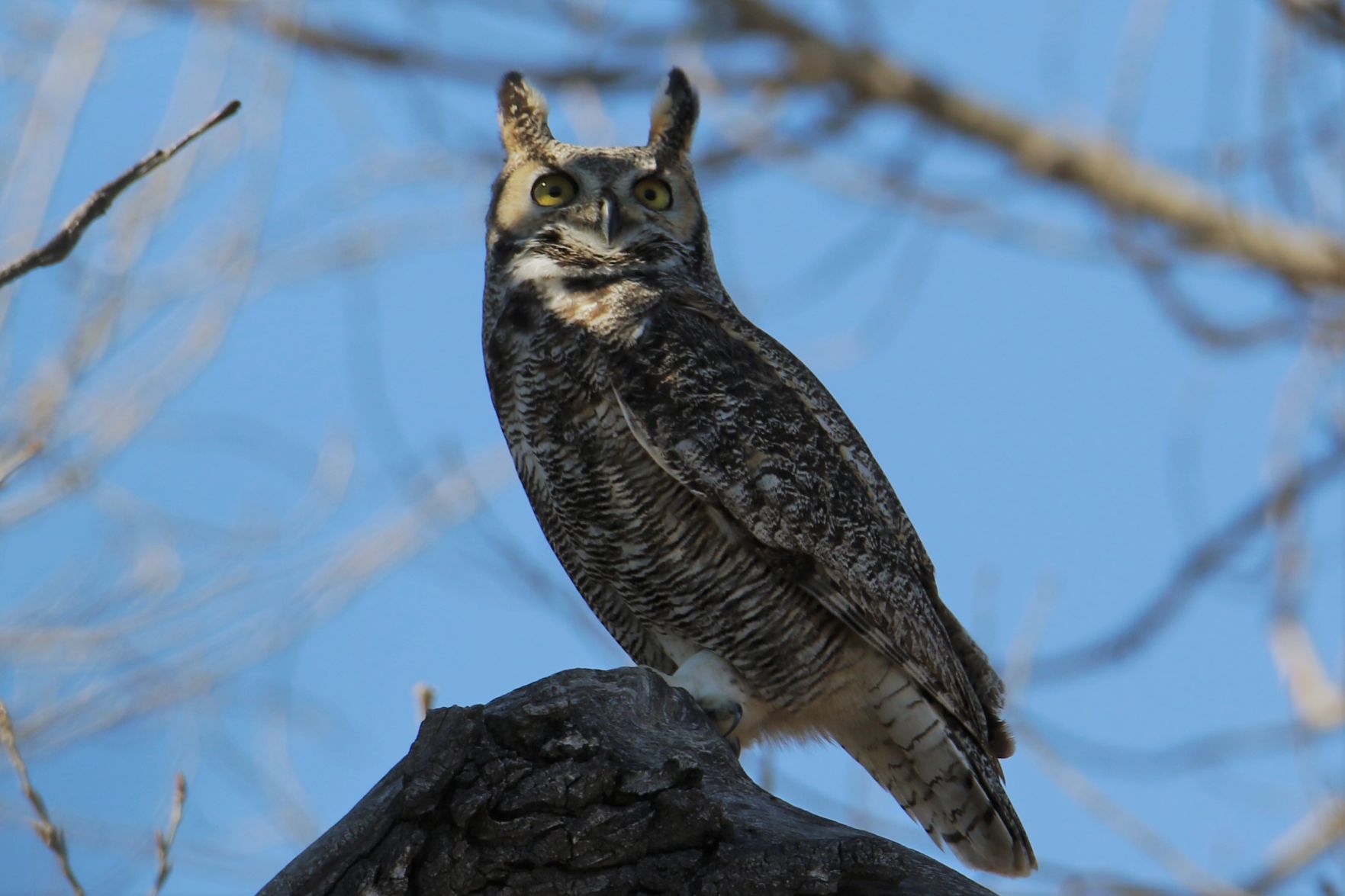 Great Horned Owl